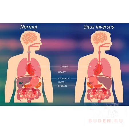 Строение человека (внутренние органы): фото с надписями 8DC